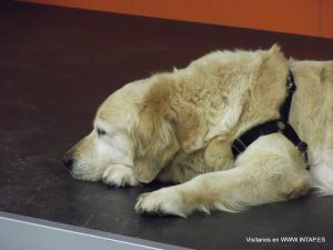 Modo siesta activado (shhh)