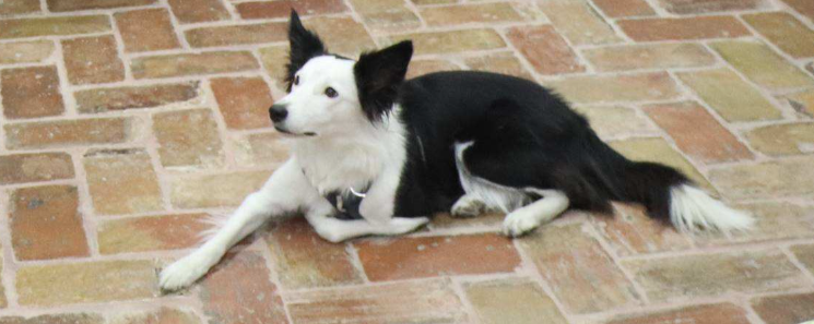Breva, border collie blanca y negra, descansando en el aula