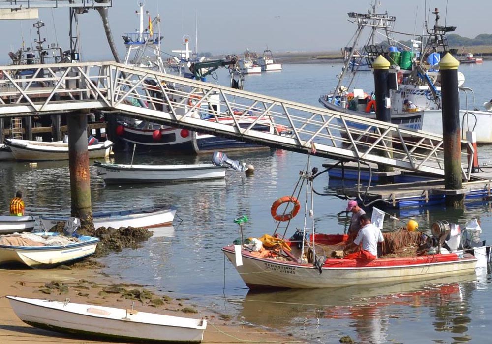 Las principales artes de pesca de las capturas que llegan a la Lonja de  Ayamonte