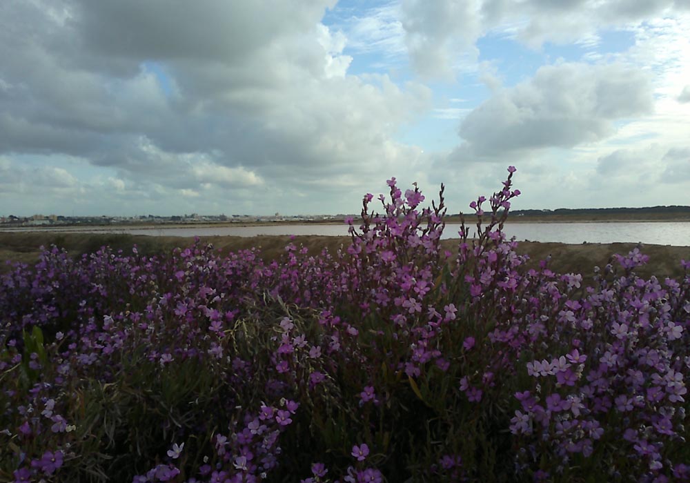 Vista del puerto desde las salinas