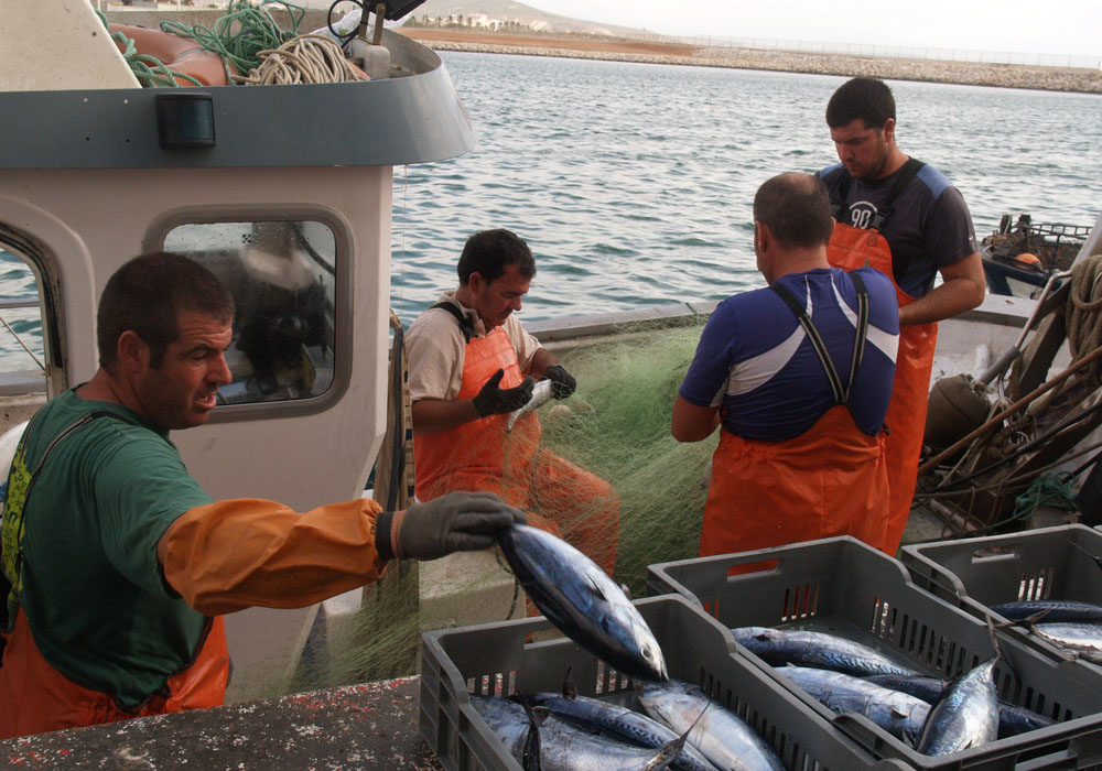 Tareas de desmalle y clasificación del pescado