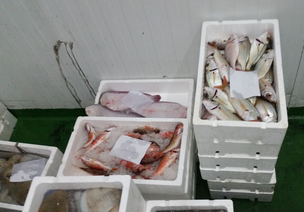 Cajas de salmonetes, lenguados y besuguitos para la subasta