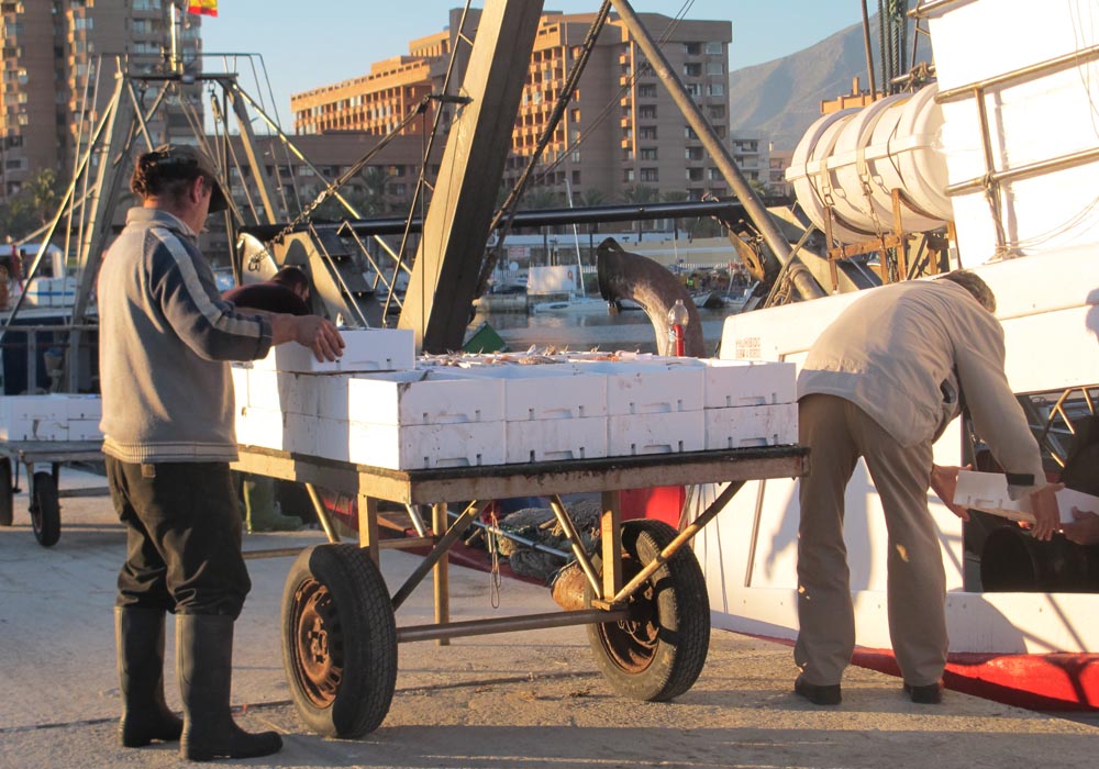 Descarga de pescado en el muelle de la lonja