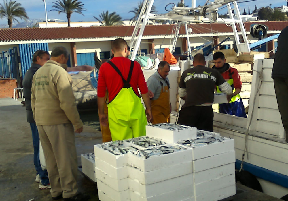 Descarga de pescado en el muelle de la lonja