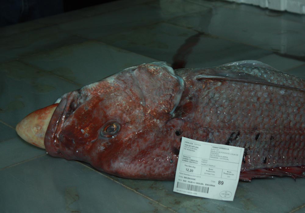 Pargo