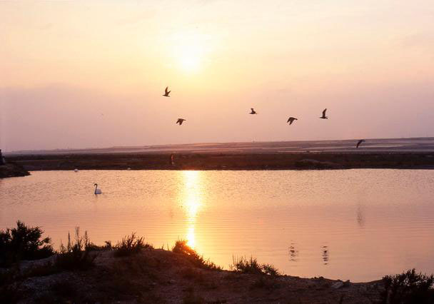 Paraje Natural Punta-Entina Sabinar