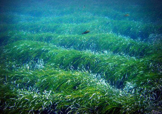 Monumento Natural Arrecife Barrera de Posidonia